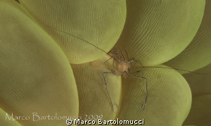 BUBBLE CORAL SHRIMP- MABUL -BORNEO by Marco Bartolomucci 